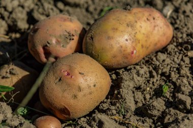 Tarlada taze patates yığını. Kovada taze patates. Tarım konsepti fotoğrafı..