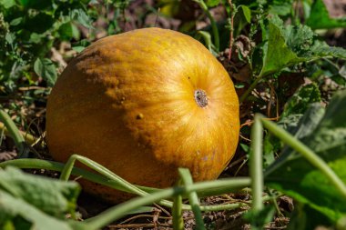 Kabak sarısı yeşili. Bahçede büyüyen balkabakları. Tarlanın manzarası. Bahçede yetişen turuncu balkabakları. Sonbahar Ekim. 