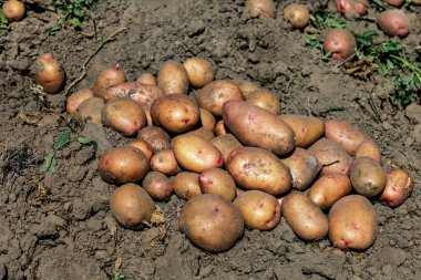 Tarlada taze patates yığını. Kovada taze patates. Tarım konsepti fotoğrafı..