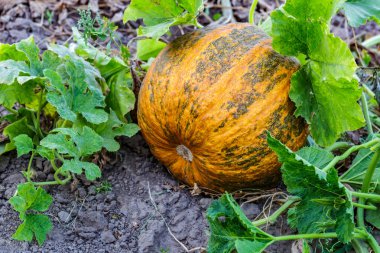 Kabak sarısı yeşili. Bahçede büyüyen balkabakları. Tarlanın manzarası. Bahçede yetişen turuncu balkabakları. Sonbahar Ekim. 