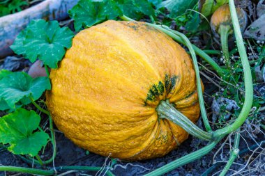 Kabak sarısı yeşili. Bahçede büyüyen balkabakları. Tarlanın manzarası. Bahçede yetişen turuncu balkabakları. Sonbahar Ekim. 