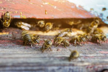 Tahta arı kovanı ve arılar. Arılar bal akışından sonra arı kovanına geri dönerler. Arı kovanına bal arıları üşüşür.
