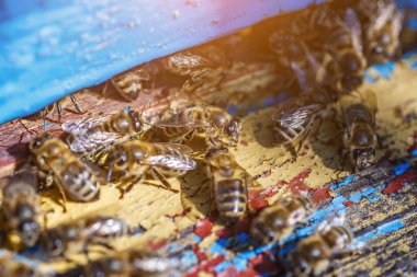 Tahta arı kovanı ve arılar. Arılar bal akışından sonra arı kovanına geri dönerler. Arı kovanına bal arıları üşüşür.