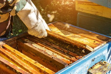 Arı yetiştiricisi arılarla ve arı kovanlarıyla çalışıyor. Arı kovanının açık olan gövdesine yakından bakın. Bal arılarının yaşadığı çerçeveleri gösteriyor. Görüntü.