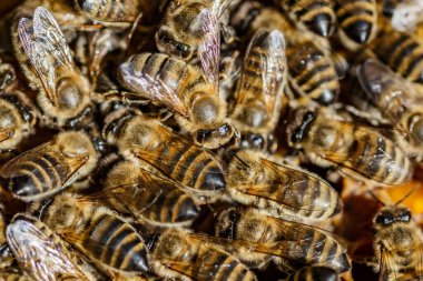 Bal peteği üzerinde çalışan arıların makro fotoğrafı. Arılarla yakın plan güzel bal peteği. Arılarla bal hücresi..