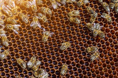 Bal peteği üzerinde çalışan arıların makro fotoğrafı. Arılarla yakın plan güzel bal peteği. Arılarla bal hücresi..