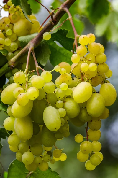 White wine grapes in vineyard on day time.Ripe green grape in vineyard.Green grape on the vine in garden.