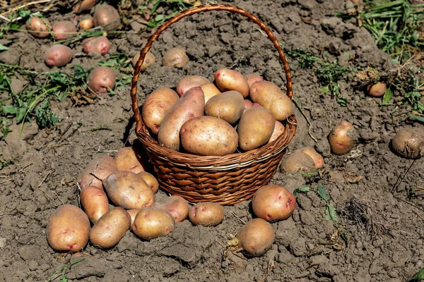 Pile Ripe Potatoes Ground Field Fresh Potato Busket Agriculture Concept — Stock Photo, Image