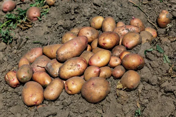 Pile Ripe Potatoes Ground Field Fresh Potato Busket Agriculture Concept — Stock Photo, Image