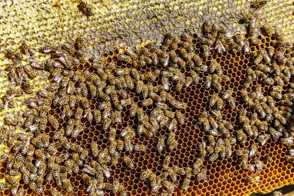 Macro photo of working bees on honeycombs.Beautiful honeycomb with bees close-up.Honey cell with bees.Beekeeping and honey production image.