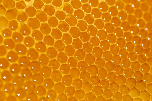 Honey Bee Wax Honeycomb Stock Photo