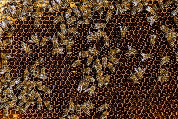 Макро Фото Рабочих Пчёл Сотах Красивые Соты Пчелами Вблизи Медовая Стоковая Картинка