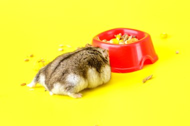 Cüce gri hamster sarı arka planda izole edilmiş. Sevimli bebek hamster, önüne bakıyor. Hamster yemek yiyor.