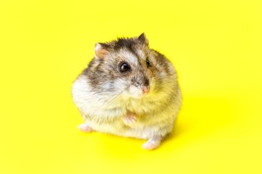 Cüce gri hamster sarı arka planda izole edilmiş. Sevimli bebek hamster, önüne bakıyor. Hamster yemek yiyor.