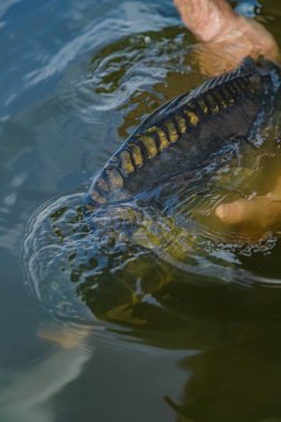 Lakers 'ta balık avı. Yakaladıktan sonra büyük sazan balığı göle bırakılıyor. Balık avlama maceraları.