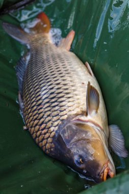 Laker 'da sazan balıkçılığı. Sazan balığı. Salıncakta gün doğumuyla yakalanmış. Kancaları çözmede çok yaygın bir sazan balığı.