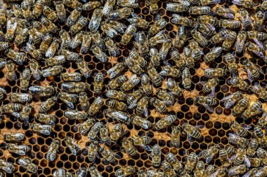 Bal peteği üzerinde çalışan arıların makro fotoğrafı. Arılarla yakın plan güzel bal peteği. Arılarla bal hücresi..