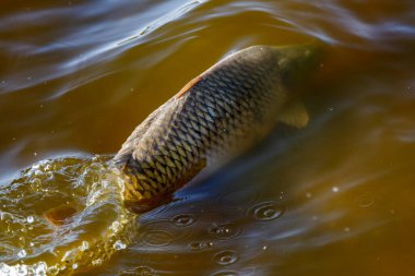 Lakers 'ta balık avı. Yakaladıktan sonra büyük sazan balığı göle bırakılıyor. Balık avlama maceraları.
