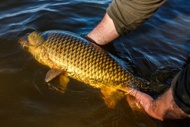 Lakers 'ta balık avı. Yakaladıktan sonra büyük sazan balığı göle bırakılıyor. Balık avlama maceraları.