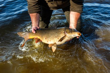 Lakers 'ta balık avı. Yakaladıktan sonra büyük sazan balığı göle bırakılıyor. Balık avlama maceraları.