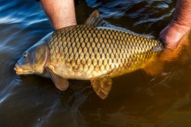 Lakers 'ta balık avı. Yakaladıktan sonra büyük sazan balığı göle bırakılıyor. Balık avlama maceraları.