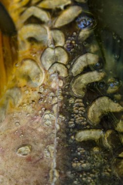 Sazan balığını soyut bir geçmiş olarak pullar. Balık avlama maceraları, sazan balığı avlama. Altın kaplama. Balık pulları.