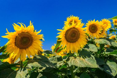Gökyüzüne karşı sarı ayçiçekleri olan tarım tarlası. Ayçiçeği tarlası. Altın gün batımı. Ayçiçeği yakın çekim. Grarian endüstrisi. Tarım arazisinin fotoğrafı. Çiçek resmi.