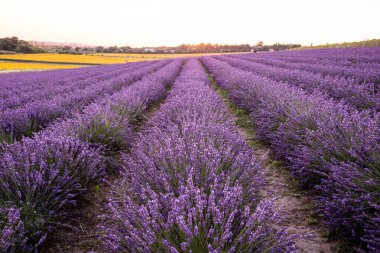 Lavanta tarlası. Yaz günbatımında lavanta tarlasının güzel bir görüntüsü. Fransız Provence. Hasat. Güzel bir gökyüzü. Bahçede lavanta..