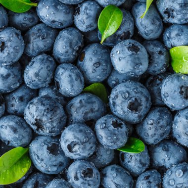 Olgun tatlı yaban mersinine su damlası. Metnin için fotokopi alanı olan taze yabanmersini arkaplanı. Vejetaryen ve vejetaryen kavramı. Yaban mersinli böğürtlenlerin makro dokusu. Yaban mersinli dokular kapanıyor.