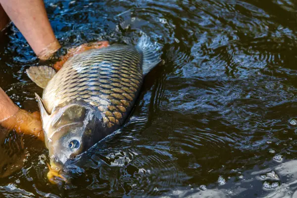 Lakers 'ta balık avı. Yakaladıktan sonra büyük sazan balığı göle bırakılıyor. Balık avlama maceraları.