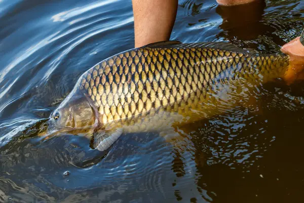 Lakers 'ta balık avı. Yakaladıktan sonra büyük sazan balığı göle bırakılıyor. Balık avlama maceraları.
