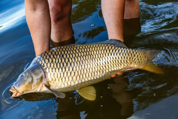 Lakers 'ta balık avı. Yakaladıktan sonra büyük sazan balığı göle bırakılıyor. Balık avlama maceraları.