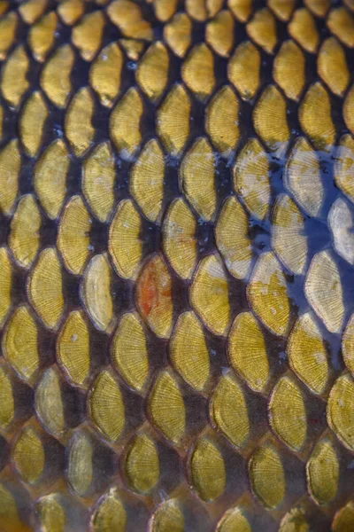Scales on carp fish as abstract background.Fishing adventures, carp fishing.Gold background - fish scales.Texture.Whole background closeup