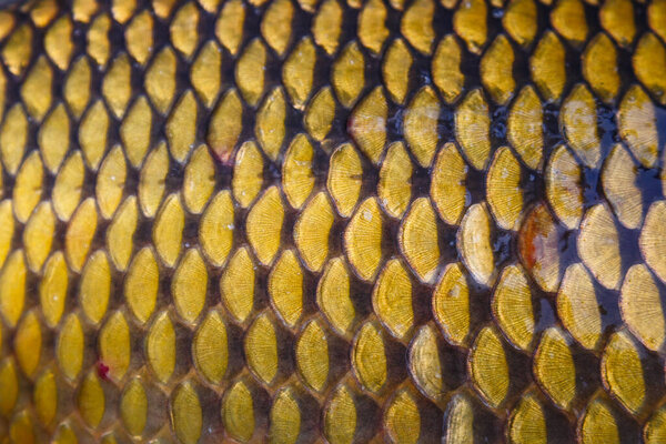 Scales on carp fish as abstract background.Fishing adventures, carp fishing.Gold background - fish scales.Texture.Whole background closeup