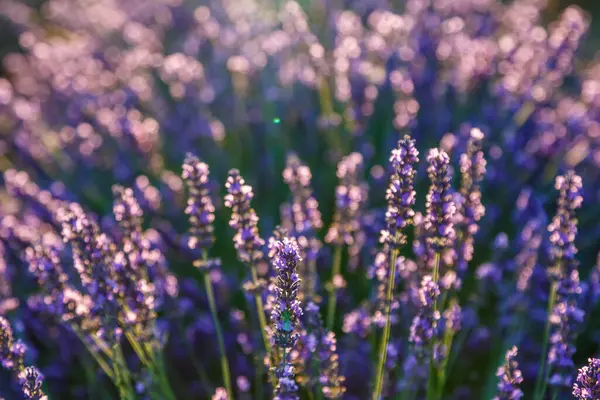 Lavanta tarlası. Yaz günbatımında lavanta tarlasının güzel bir görüntüsü. Fransız Provence. Hasat. Güzel bir gökyüzü. Bahçede lavanta..
