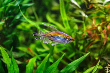 Balıklı tropikal tatlı su akvaryumu. Kongo tetrası, fenogrammus kesintisi, su bitkileri.. 