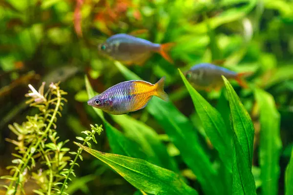 緑の美しい植えられたトロピカル淡水水族館 Boesemanの虹の魚 Melanotaenia Boesemani 水植物が付いている 水族館で魚 — ストック写真