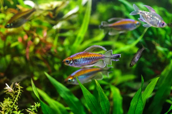 魚が付いている緑の美しい植えられた熱帯淡水水族館 水植物が付いているコンゴのテトラ フェナコグラスの中断 — ストック写真