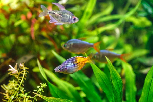 Boesemans Regenbogenfisch Melanotaenia Boesemani Mit Wasserpflanzen Fische Aquarium Stockfoto