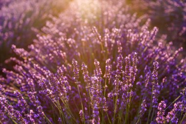 Lavanta tarlası. Yaz günbatımında lavanta tarlasının güzel bir görüntüsü. Fransız Provence. Hasat. Güzel bir gökyüzü. Bahçede lavanta..