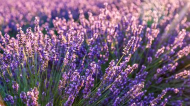 Lavanta tarlası. Yaz günbatımında lavanta tarlasının güzel bir görüntüsü. Fransız Provence. Hasat. Güzel bir gökyüzü. Bahçede lavanta..