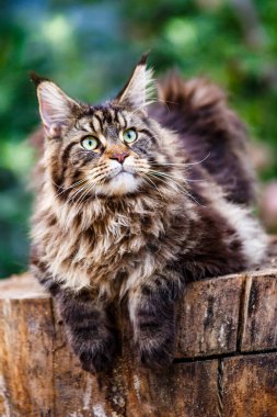 Oturan sakin ve ciddi tüylü Maine Rakunu 'nun açık hava portresi. Maine Rakunu, yazın güneşli bir günde ağaçta oturuyor. Büyük bir kedi..