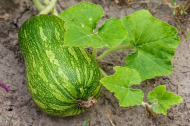 Kabak sarısı yeşili. Bahçede büyüyen balkabakları. Tarlanın manzarası. Bahçede yetişen turuncu balkabakları. Sonbahar Ekim. 