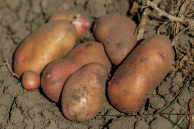 Tarlada taze patates yığını. Kovada taze patates. Tarım konsepti fotoğrafı..