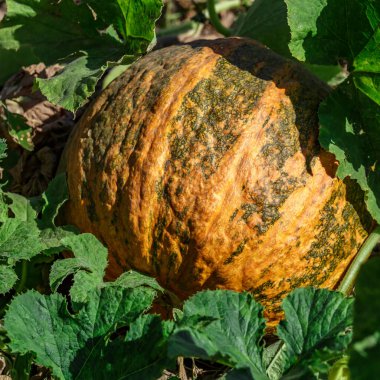 Kabak sarısı yeşili. Bahçede büyüyen balkabakları. Tarlanın manzarası. Bahçede yetişen turuncu balkabakları. Sonbahar Ekim. 