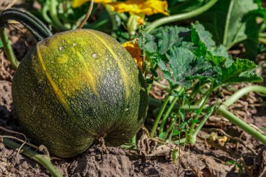 Kabak sarısı yeşili. Bahçede büyüyen balkabakları. Tarlanın manzarası. Bahçede yetişen turuncu balkabakları. Sonbahar Ekim. 