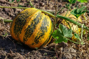 Kabak sarısı yeşili. Bahçede büyüyen balkabakları. Tarlanın manzarası. Bahçede yetişen turuncu balkabakları. Sonbahar Ekim. 