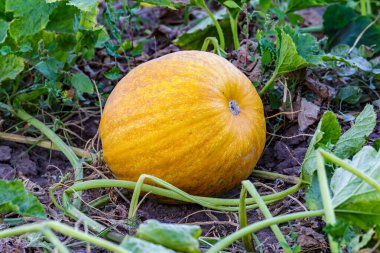Kabak sarısı yeşili. Bahçede büyüyen balkabakları. Tarlanın manzarası. Bahçede yetişen turuncu balkabakları. Sonbahar Ekim. 