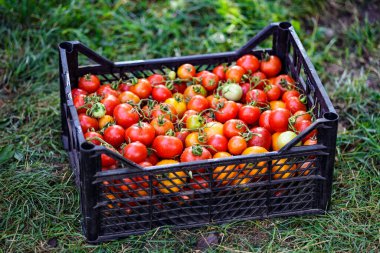 Plastic boxes with ripe tomatoes on the farm field.Assortment of tomatoes.Growing healthy vegetables.Harvest time clipart