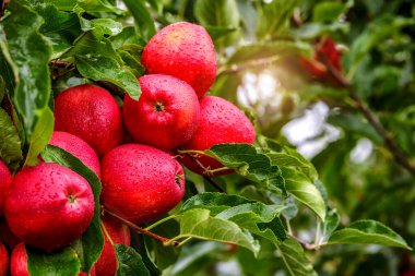 Ağaçta kırmızı elmalar. Toplamadan önce elma bahçesinde olgun elmalar. Elma bahçesi. Bir sepet elma. Sabah içkisi.